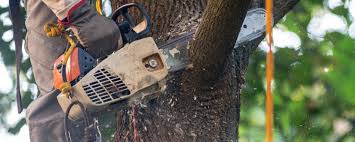 How Our Tree Care Process Works  in  Poquott, NY