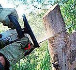 Best Tree Cabling and Bracing  in Poquott, NY