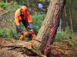 Best Arborist Consultation Services  in Poquott, NY