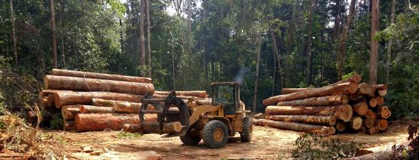 Best Root Management and Removal  in Poquott, NY