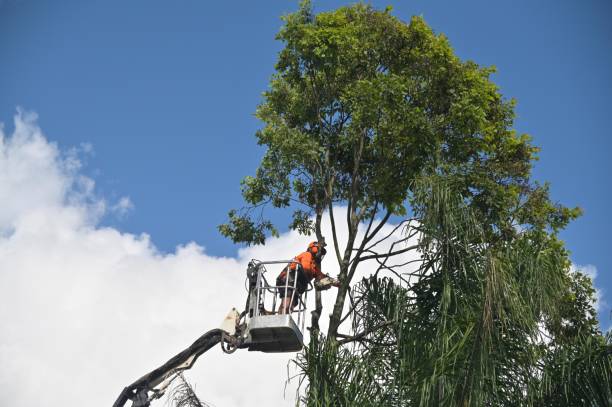 Best Tree Removal  in Poquott, NY